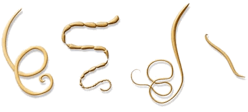 NEOflorax helpt tegen alle bekende wormen